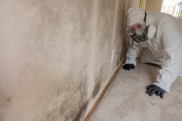  St Francis, MN Mold Removal Pros